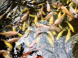 Groups of aquatic yellow, orange, and pink animal koi fishes on water pond garden area isolated on horizontal ratio background.