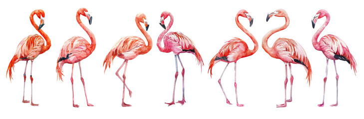 Obraz premium Watercolor set flamingo isolated on transparent background.