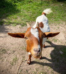 A little goat asking for food