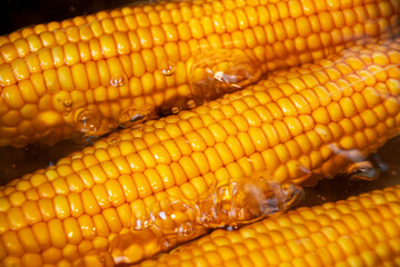 Sweet corn cobs in hot water close up