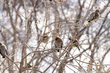 Waxwings with colorful plumage on tree branches in early spring