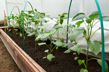 Young green bell pepper grows in a greenhouse. Healthy organic food concept
