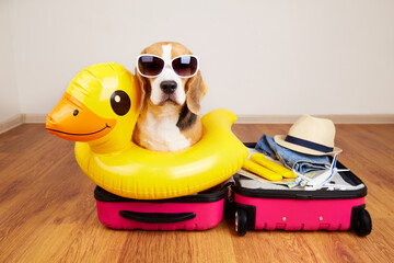A beagle dog wearing sunglasses and an inflatable duckling-shaped swimming circle sits in a...