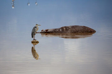 A grey heron standing on a rock in a lake near a Hippopotamus, in Amboseli National Park, Kenya