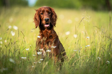 Young Irish setter dog breed portrait in the nature