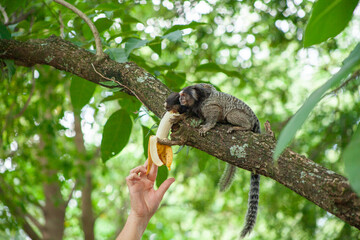 Macaquinho na chácara