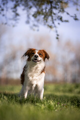 Nederlandse Kooikerhondje with smile
