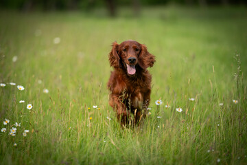 Irish Setter dog breed running in nature