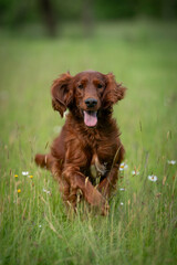 young Irish setter running at the field
