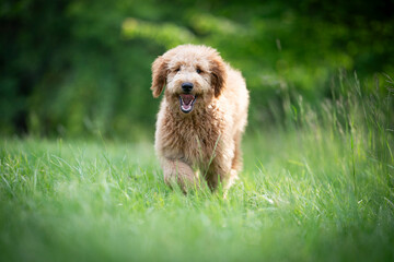 running goldendoodle dog cute portrait