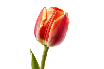 Fototapeta premium Single red and yellow tulip isolated on black background.