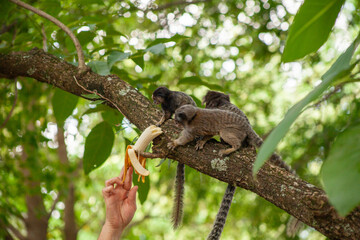 Macaquinho na chácara