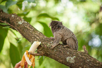 Macaquinho na chácara