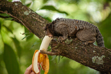 Macaquinho na chácara
