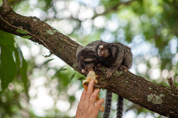 Macaquinho na chácara