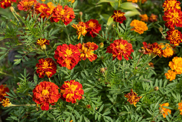 Naklejka premium Orange and yellow marigolds flower on a green background, in garden.