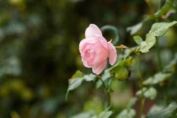 Beautiful pink rose in a garden