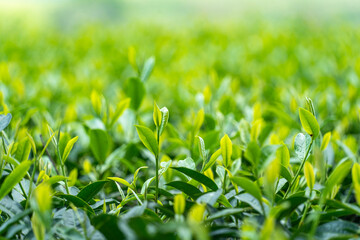 Fresh tea bud and leaves. Tea plantations.  Green leaves in a tea plantation in morning, selective focus. Tea Garden in Bangladesh