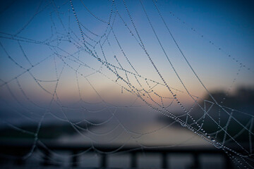 Der Nebel verfängt sich im Spinnennetz und bildet kleine Perlen.