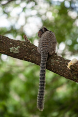 Macaquinho na chácara