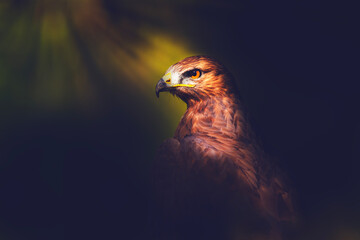 Bird of prey. Buzzard. Dark nature background. 