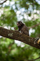 Macaquinho na chácara