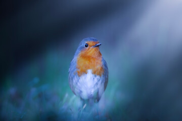 Cute bird robin. Green forest background. Bird: European Robin. Erithacus rubecula.