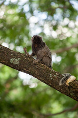 Macaquinho na chácara