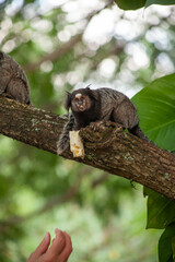 Macaquinho na chácara