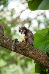Macaquinho na chácara
