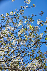 Blooming White Tree, Fresh Spring Leaves, and Clear Blue Sky - Low-Angle View