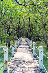 Walking path in the mangrove forest, nature study trail, Ranong Province, Thailand