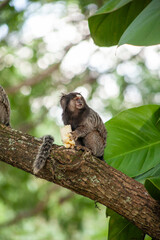 Macaquinho na chácara