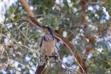 Steller's jay perched in a tree