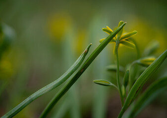 blooming flowers in the park