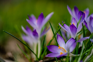 purple crocus flower