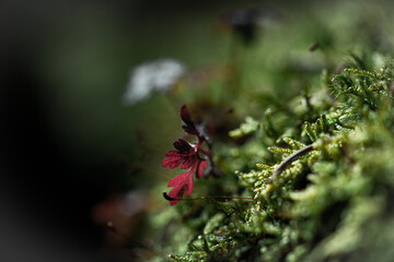 ant on a flower