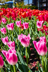 Vibrant Pink and Red Tulips in Urban Park, Low Perspective