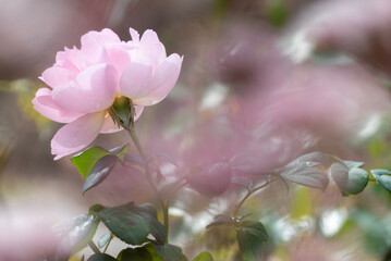 薄いピンクのバラ　ズーム　望遠　前ボケ
滋賀県野洲市近江富士花緑公園