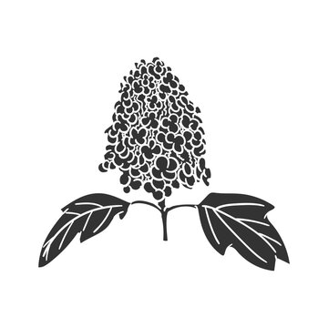 Oak Leaf Hydrangea Icon Silhouette Illustration. Flowers Vector Graphic Pictogram Symbol Clip Art. Doodle Sketch Black Sign.
