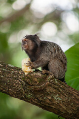 Macaquinho na chácara