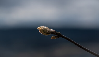 caterpillar on a leaf