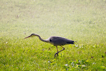 Airone cenerino fotografato al mattino mentre la foschia si sta diradando