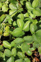 Strawberry plant leaves background