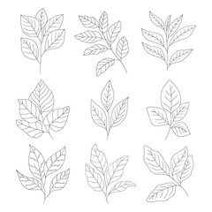 Naklejka premium Set of branch and leaves vector