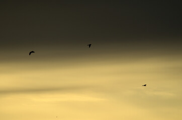 Agro-Steppe Wetland's Sky at Dusk with Harriers Returning to Roost, Spain