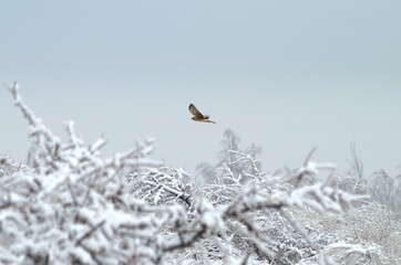 Pallid Harrier (Circus macrourus) flying over a Snowed Forest Landscape, Uzbekistan