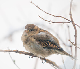 sparrow on a branch