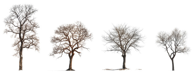 Set of tall thin trees with no leaves stands alone isolated on transparent or white background.3d rendering