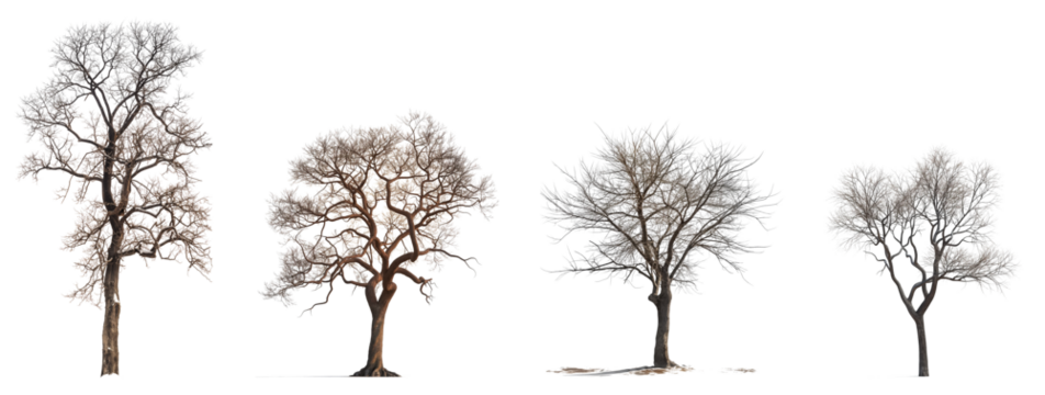 Set of tall thin trees with no leaves stands alone isolated on transparent or white background.3d rendering